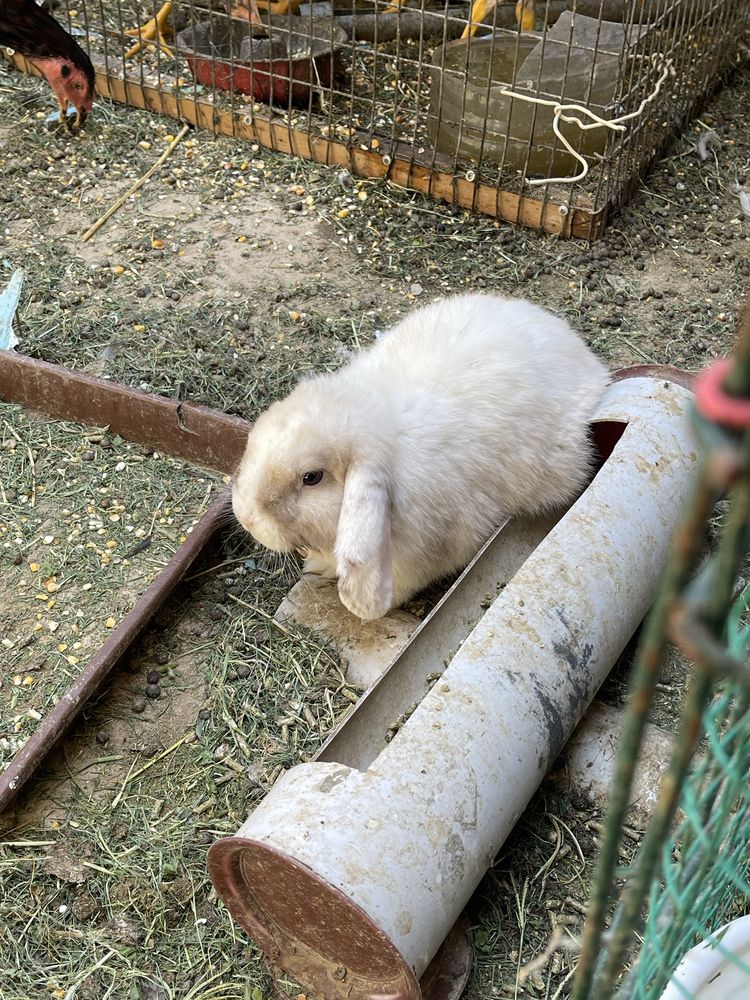 Quyon zotli 8ta bor