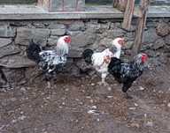 Cocosi brahma herminat