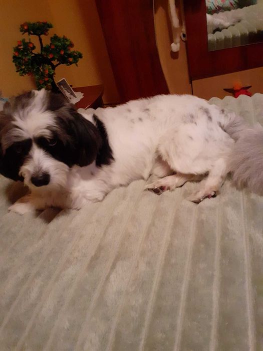 Donez caine talie mica, cipat varsta aproape 4 ani