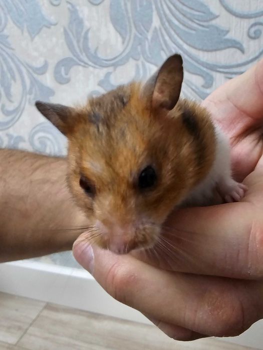 Сирийский цирковой хомячок