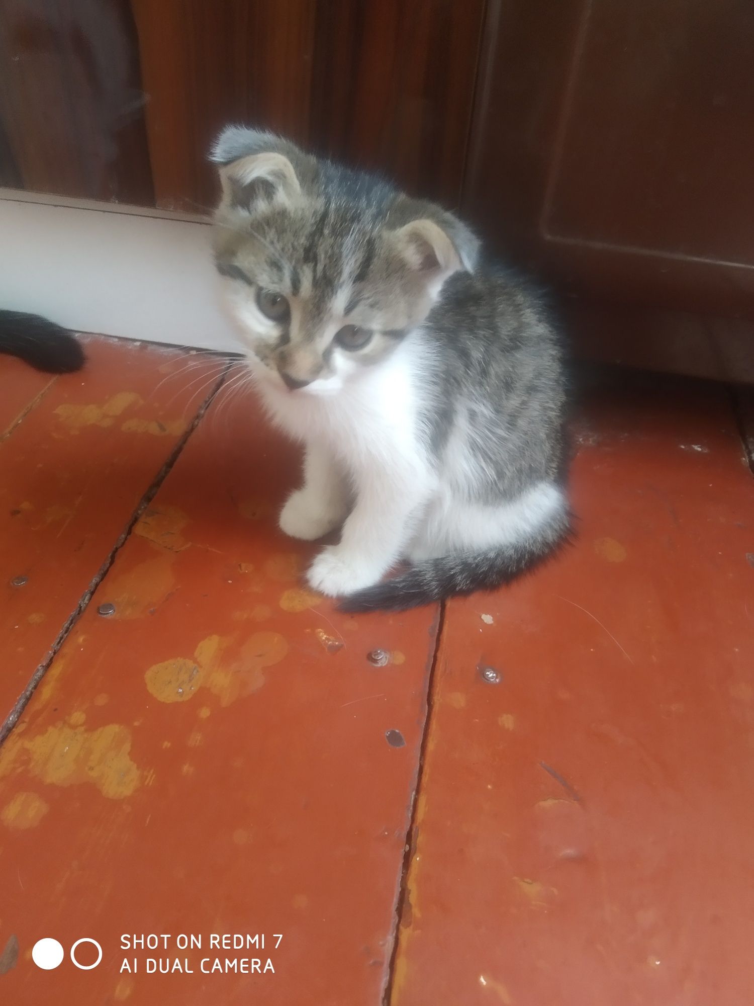Домашние котята черно- белые