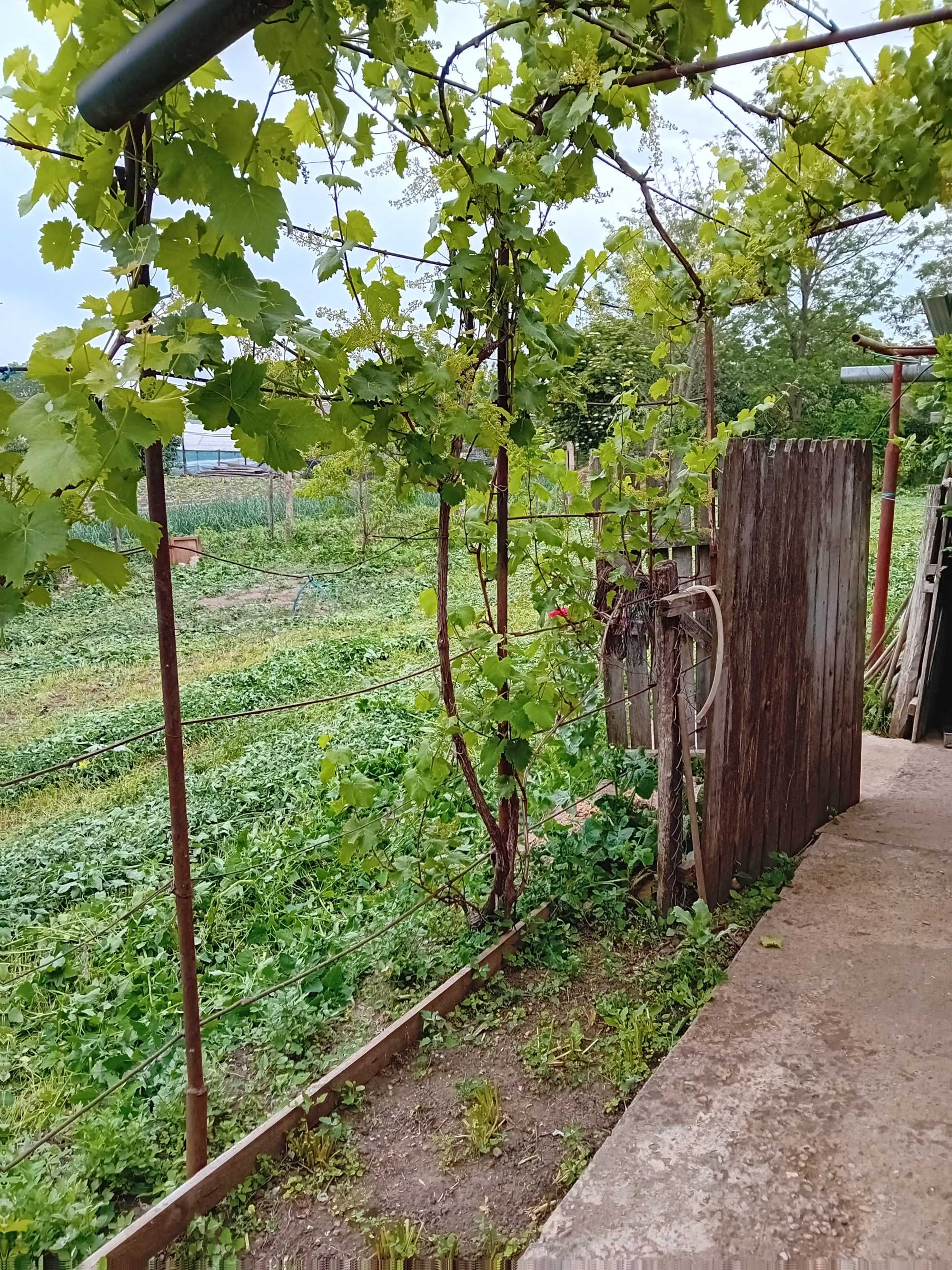 Vand casa din paianta si teren 700m