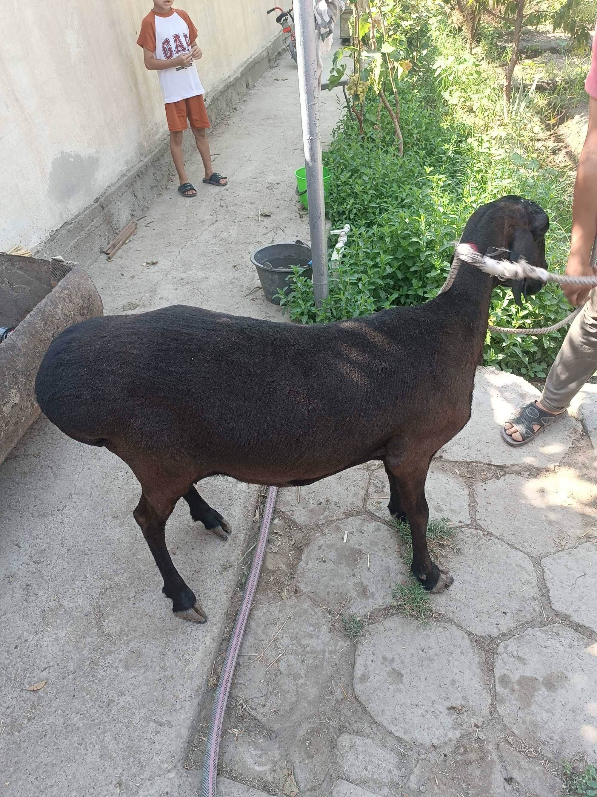 Zotli Ona qõy sotiladi. Qõchqorga qõshilgan tayor. Soğlom