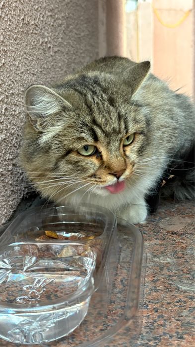 Ищет дом кошка с улицы — ласковая, тихая и уже стерилизована