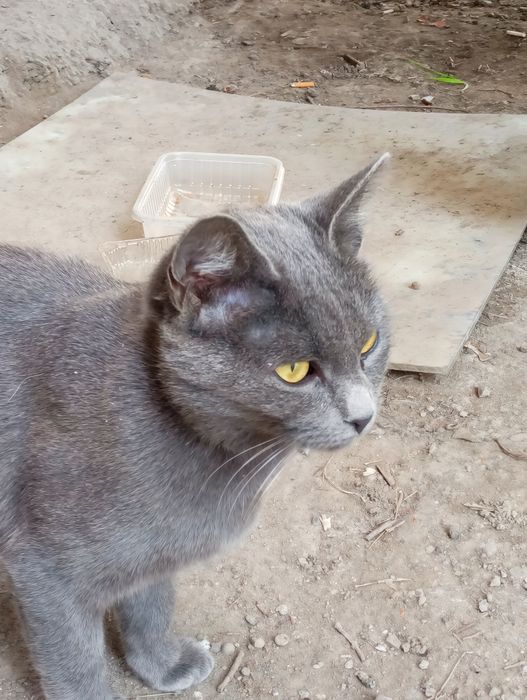 Срочно! отдаём котят