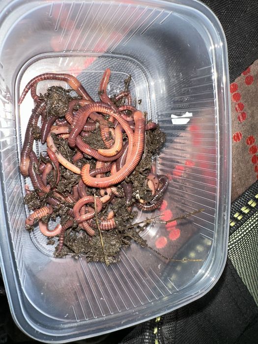 Червь старатель наживка для рыбалки