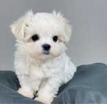Bichon Maltez Mini