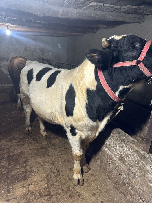 Бука сотилади йеб ичиши зор сохлом 100%