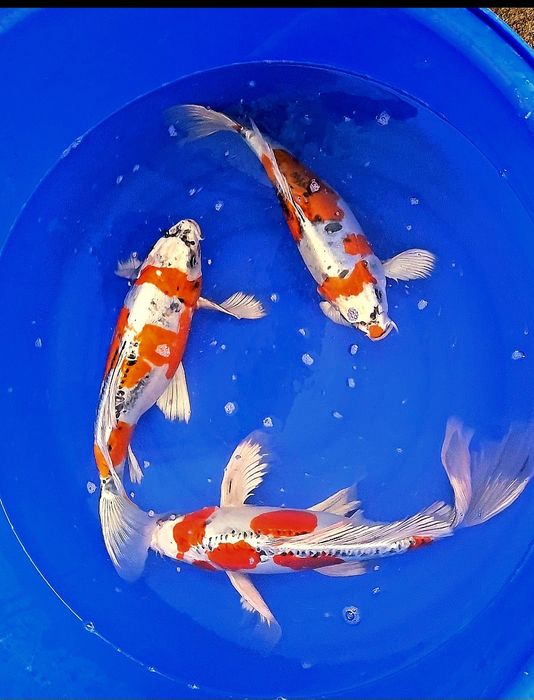 Crapi koi diverse mărimi și varietati