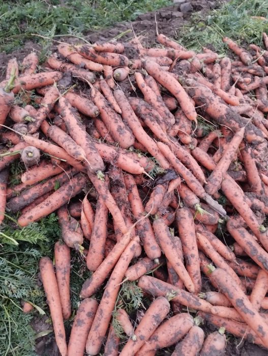 Țelină și morcov de vânzare