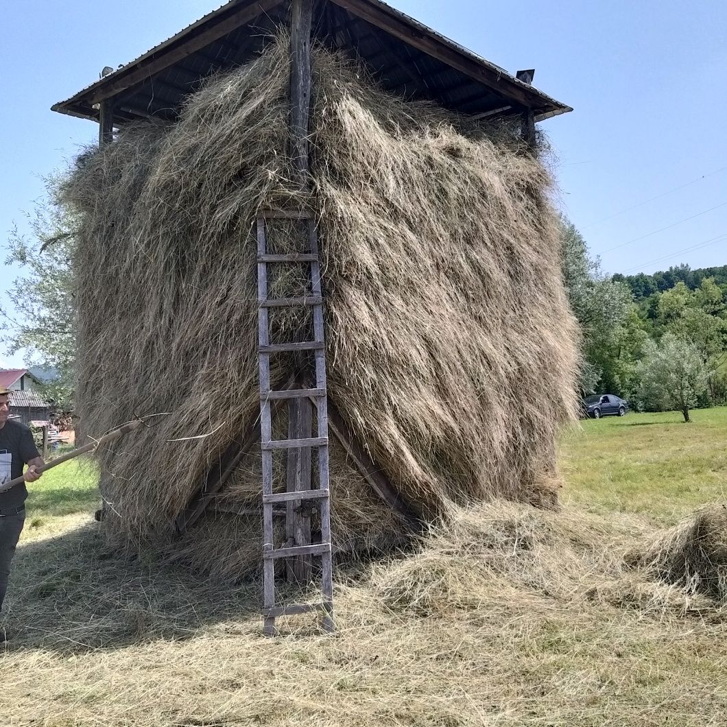 Fan si otava     .