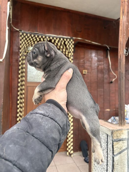 Френски Булдоци сини и блу тен