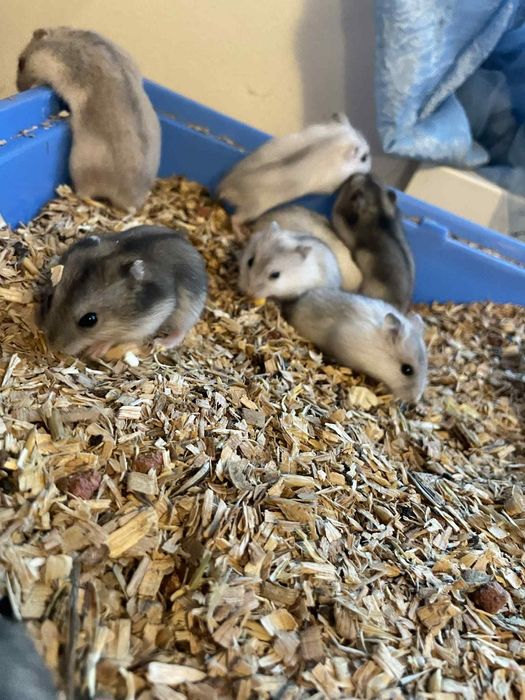 Hamsteri pitici Campbell