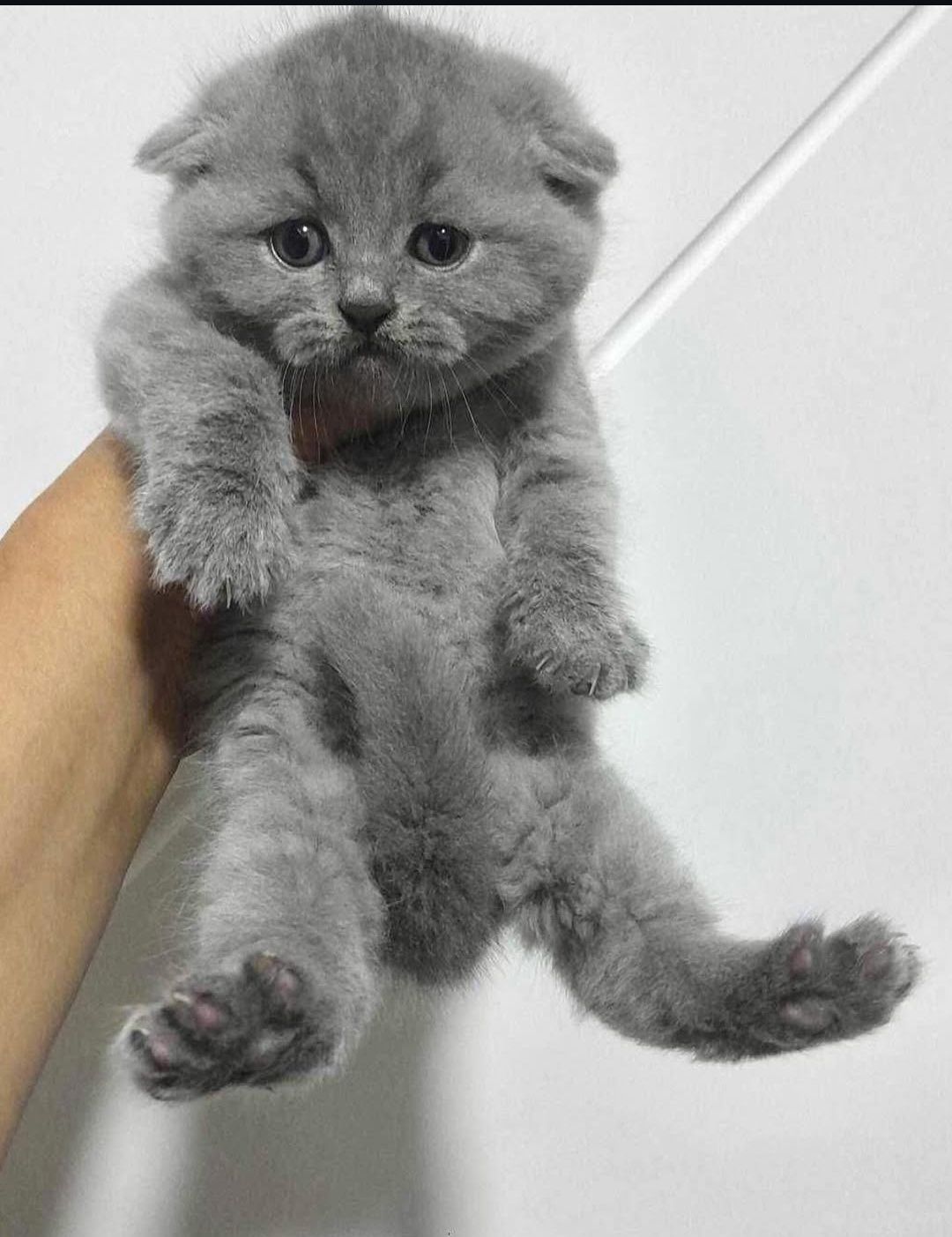Scottish fold qiz bola 2 oylik