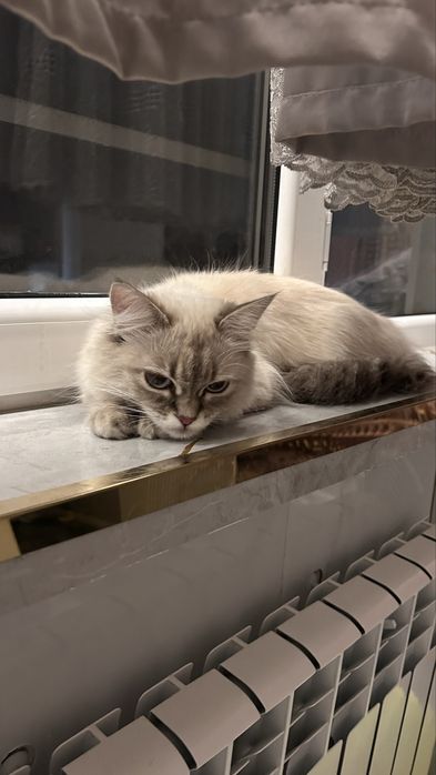 Кошечка девочка