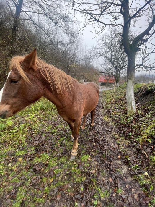 Manza de vnzare de 3 ani
