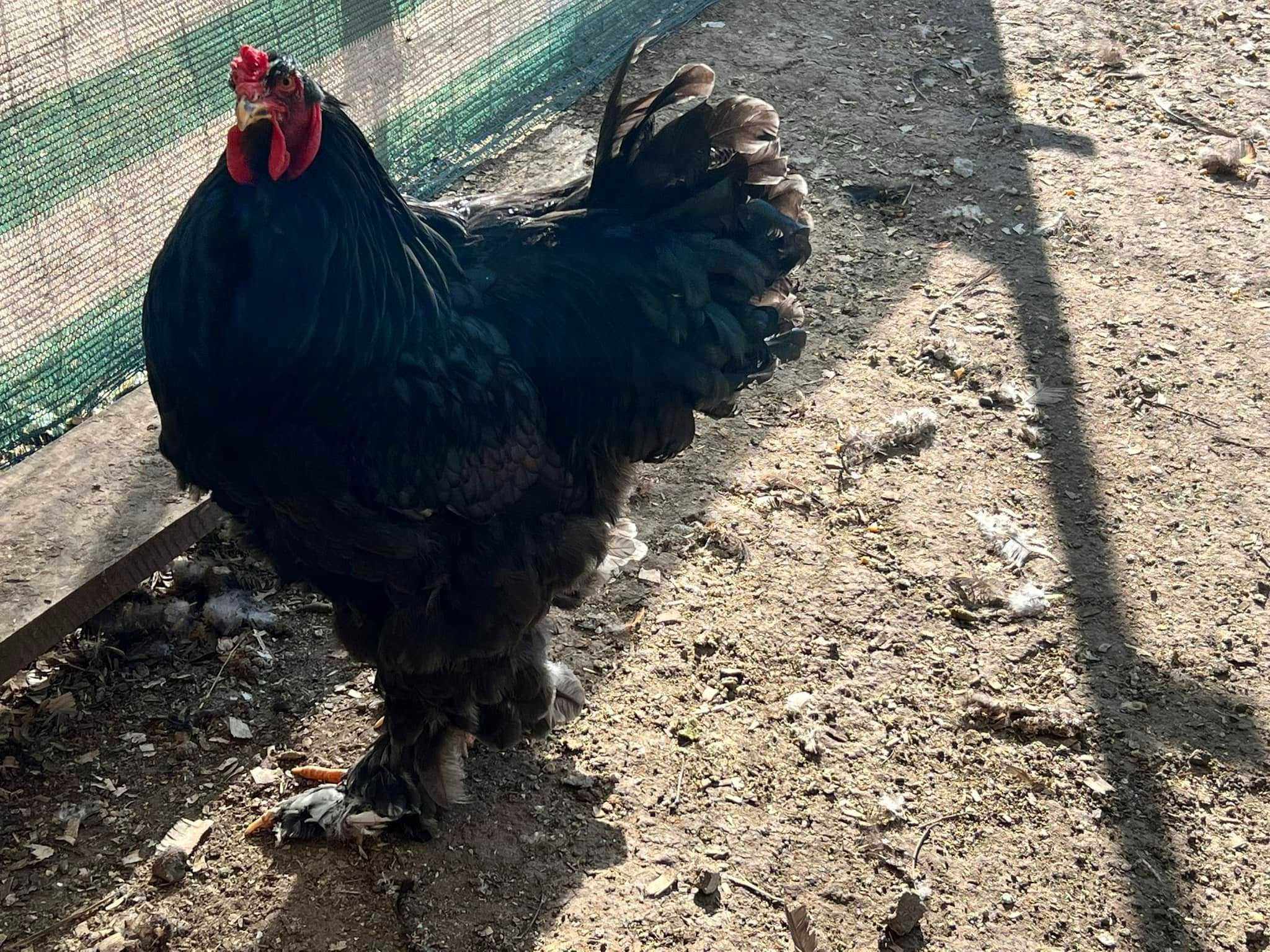 Cocosi Brahma HD Albastru Gold Potarnichiu Cochinchina Urias bobat