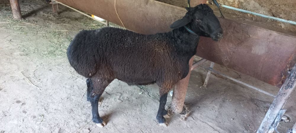 Кучкорлар сотилади