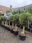 Gazon rulou și plante decorative – Calitate extra garantată!