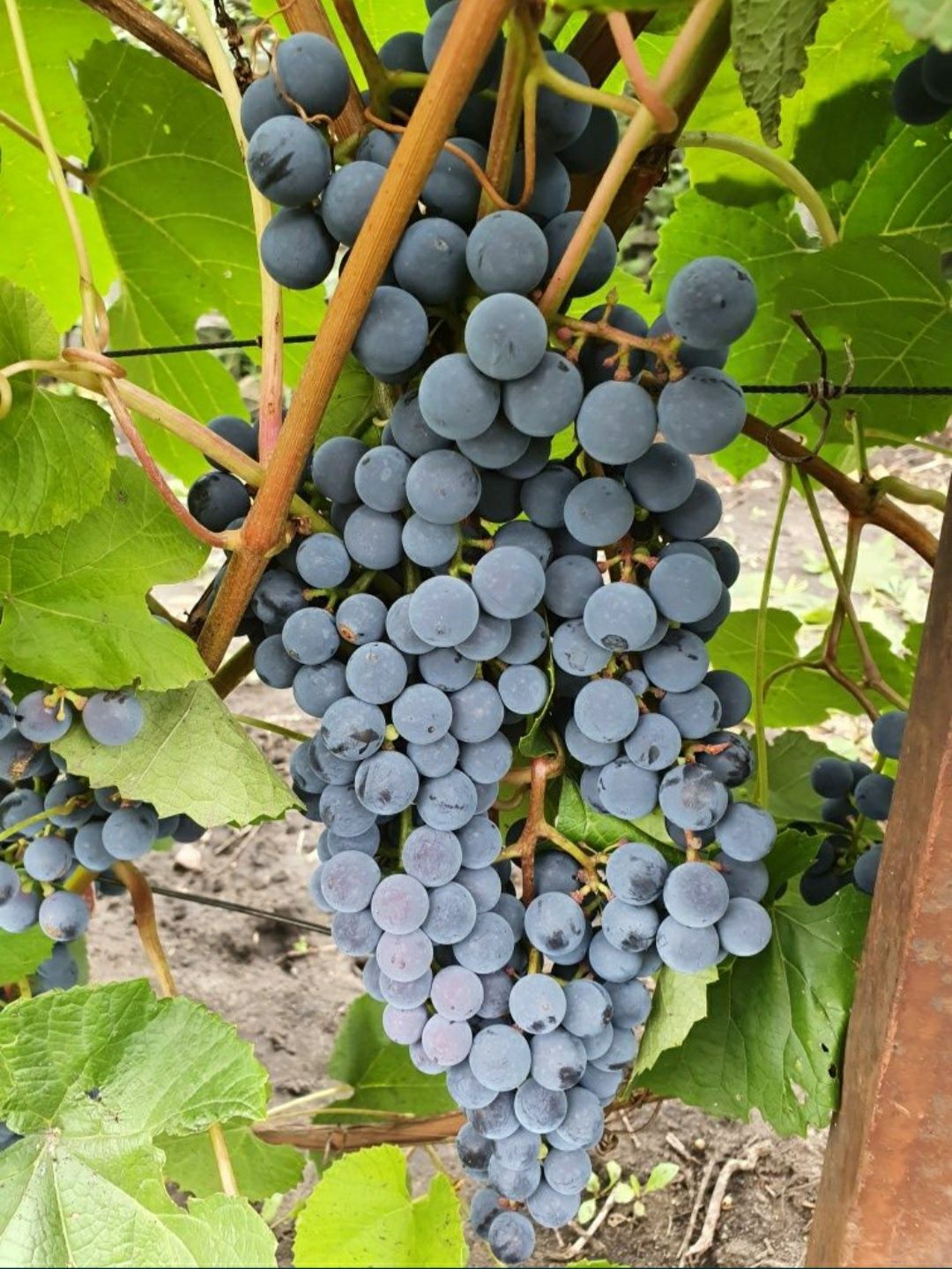 Виноград сорта "Изабелла"