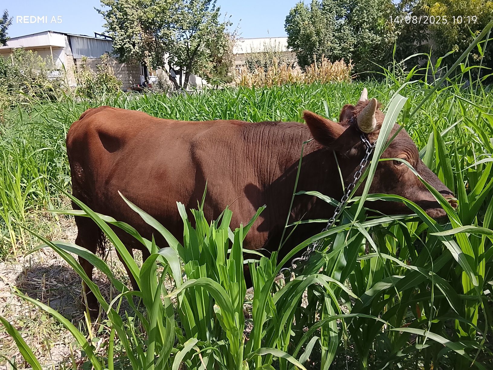 Buqqa semiz hamyonbob