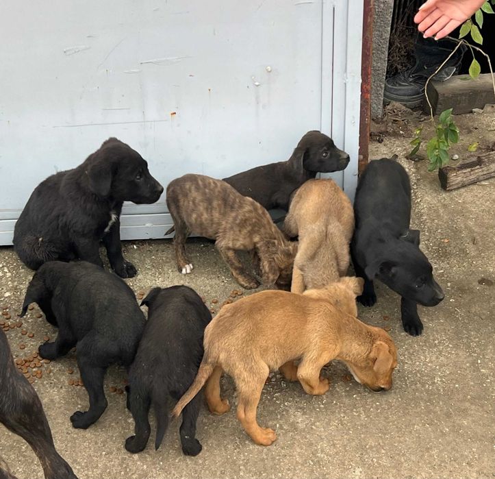 Catelusi draguti spre adoptie