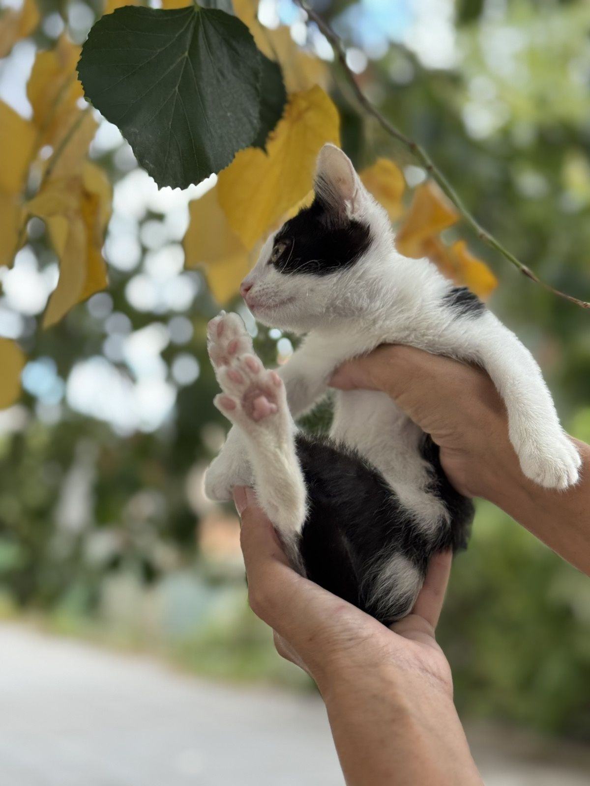 Мъжко коте си търси дом