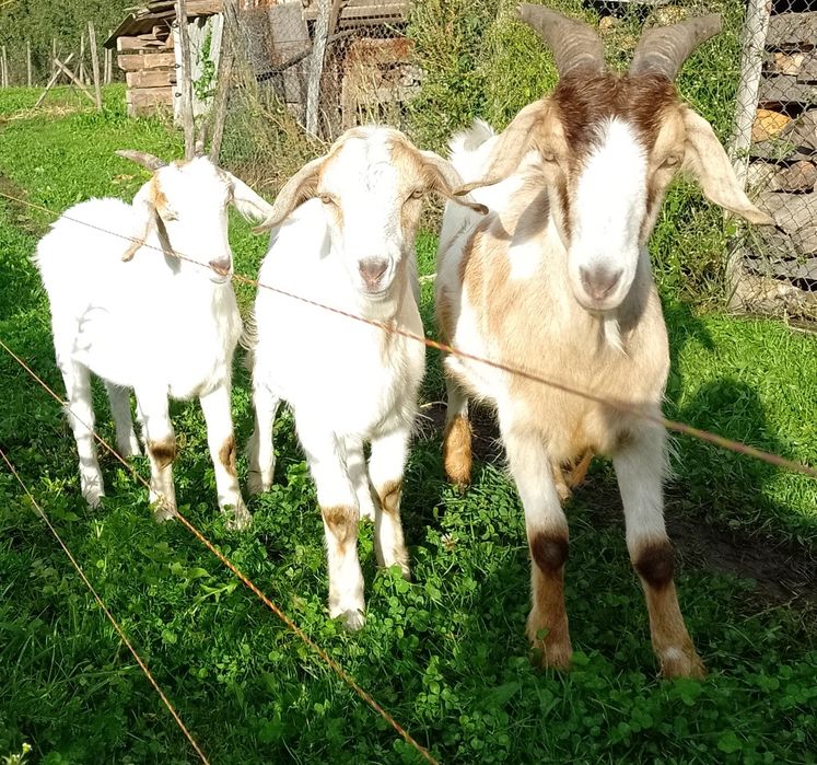 Vând ieduță și țăpic boier