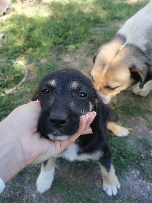 Donez 2 căței de 7 săptămâni de talie mica!