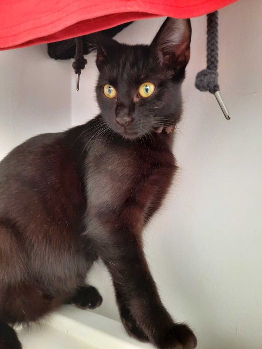 Adoptie pisica neagra superba