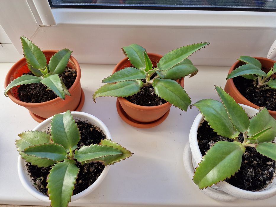 Каланхоэ лечебное