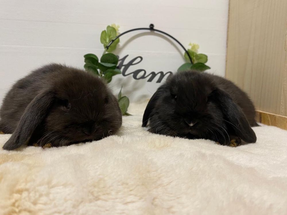 Iepuri pitici de companie berbec pitic/mini lop/holland lop