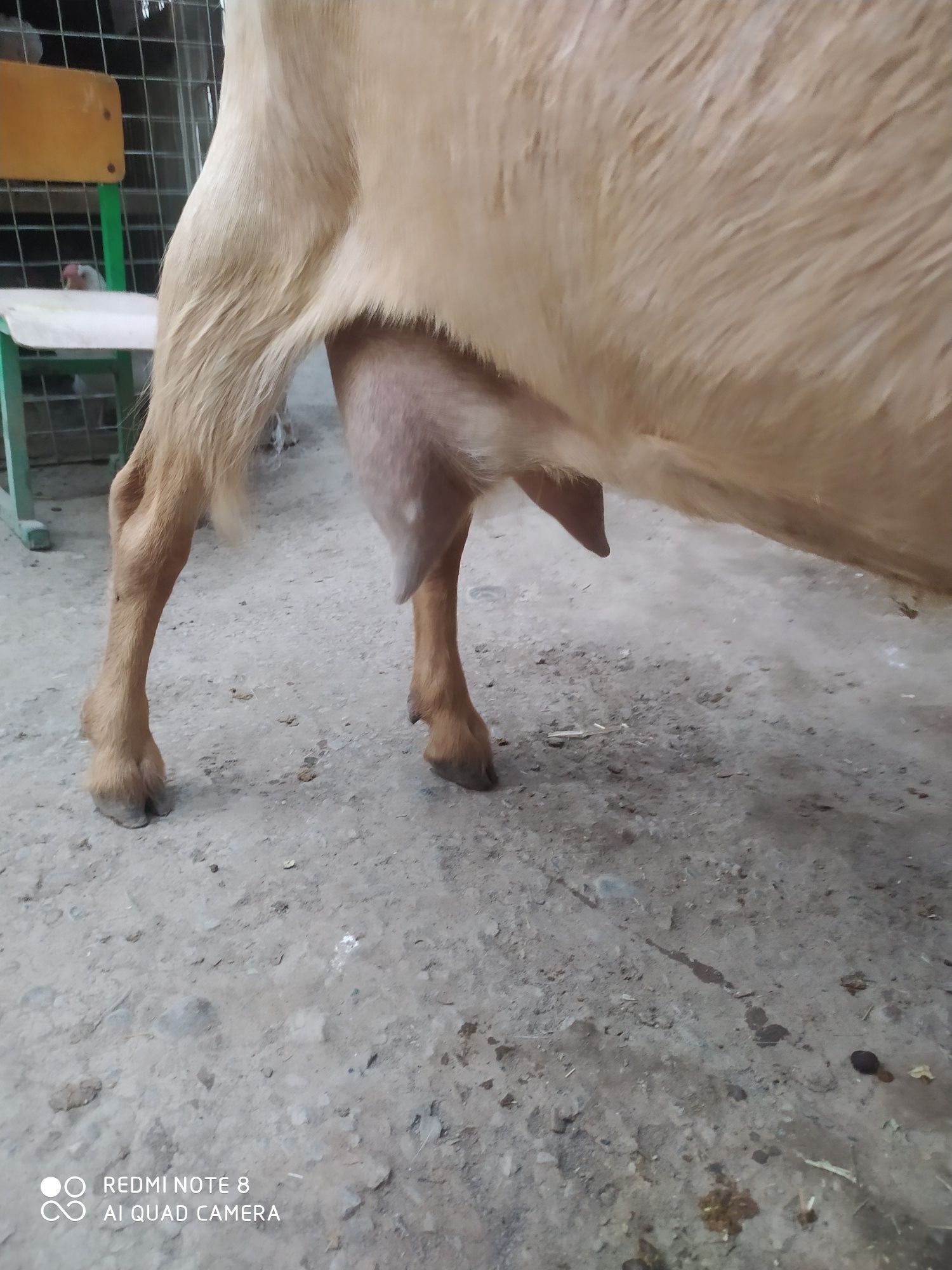 Ona bola echki sotiladi