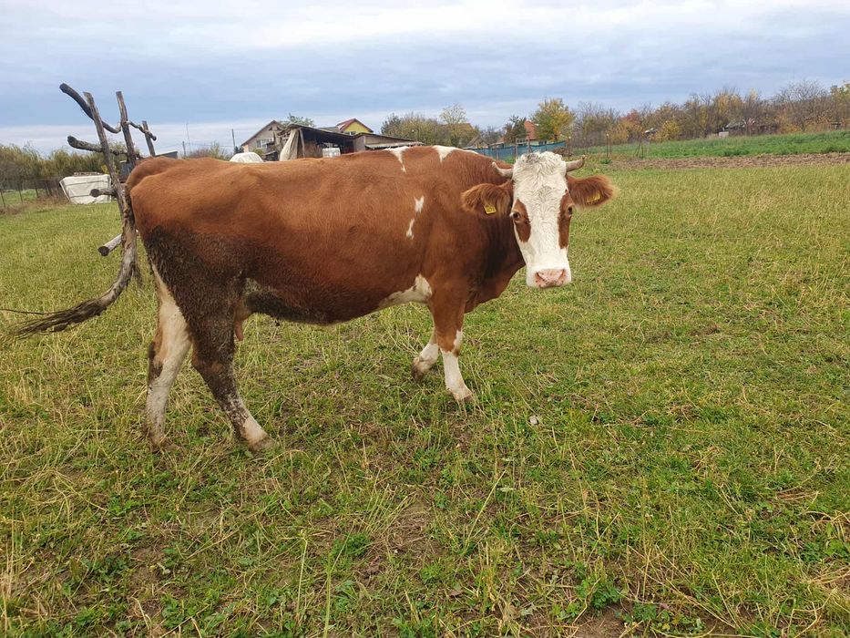 Vand 2 vaci de lapte