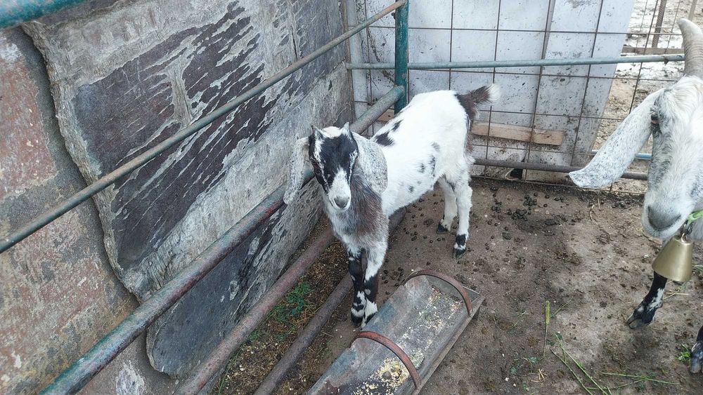 Ieduta si capră angronubiană