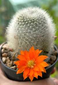 Продавам кактус вид “Rebutia Albipilosa”, цена за 1 брой - 26 лв