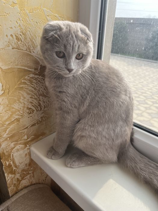 Котенок британский вислоухий