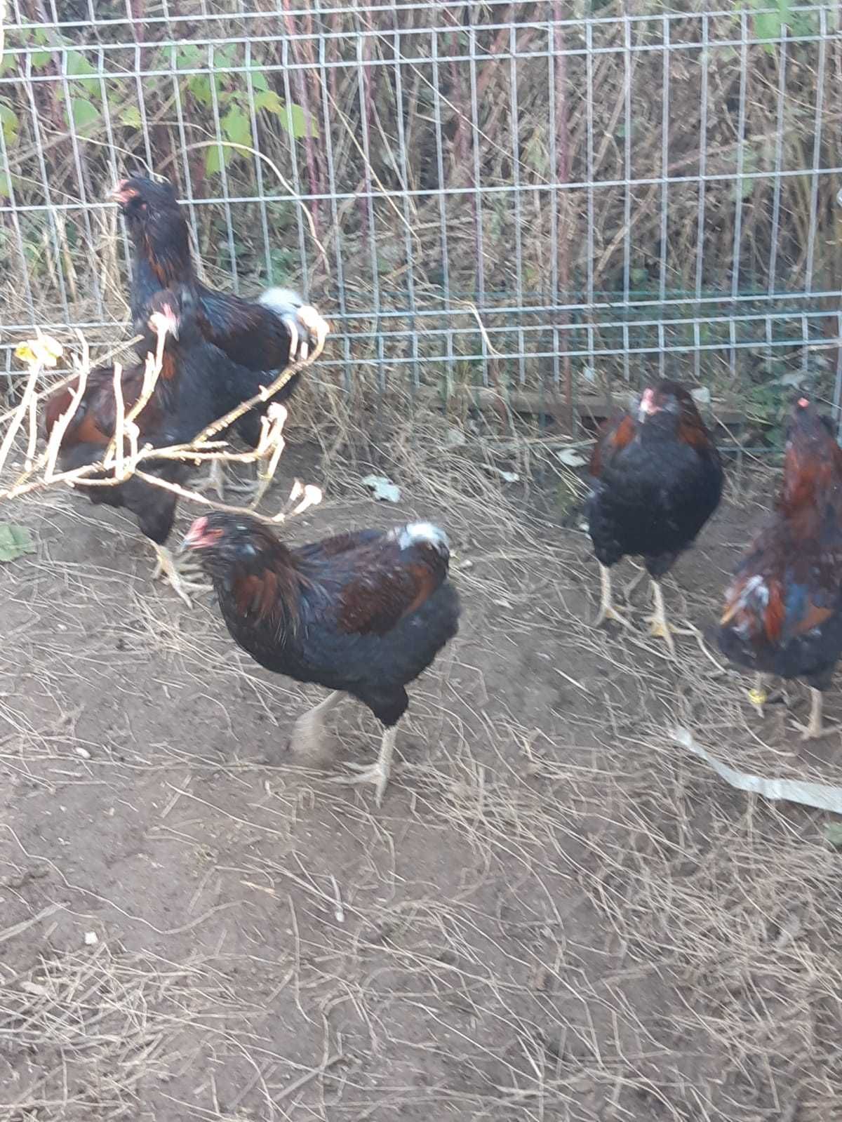 Cocoși Araucana Sălbatic