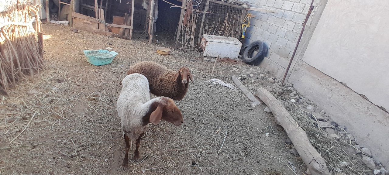 Qoylar zor narxda sotiladi