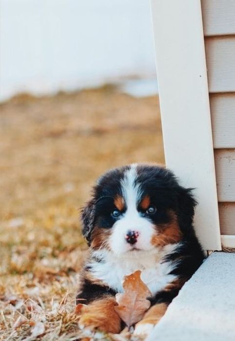 Ciobănesc de Berna F