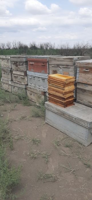 Продам улья для пчёл