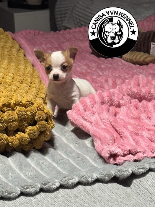 Mascul chihuahua miny