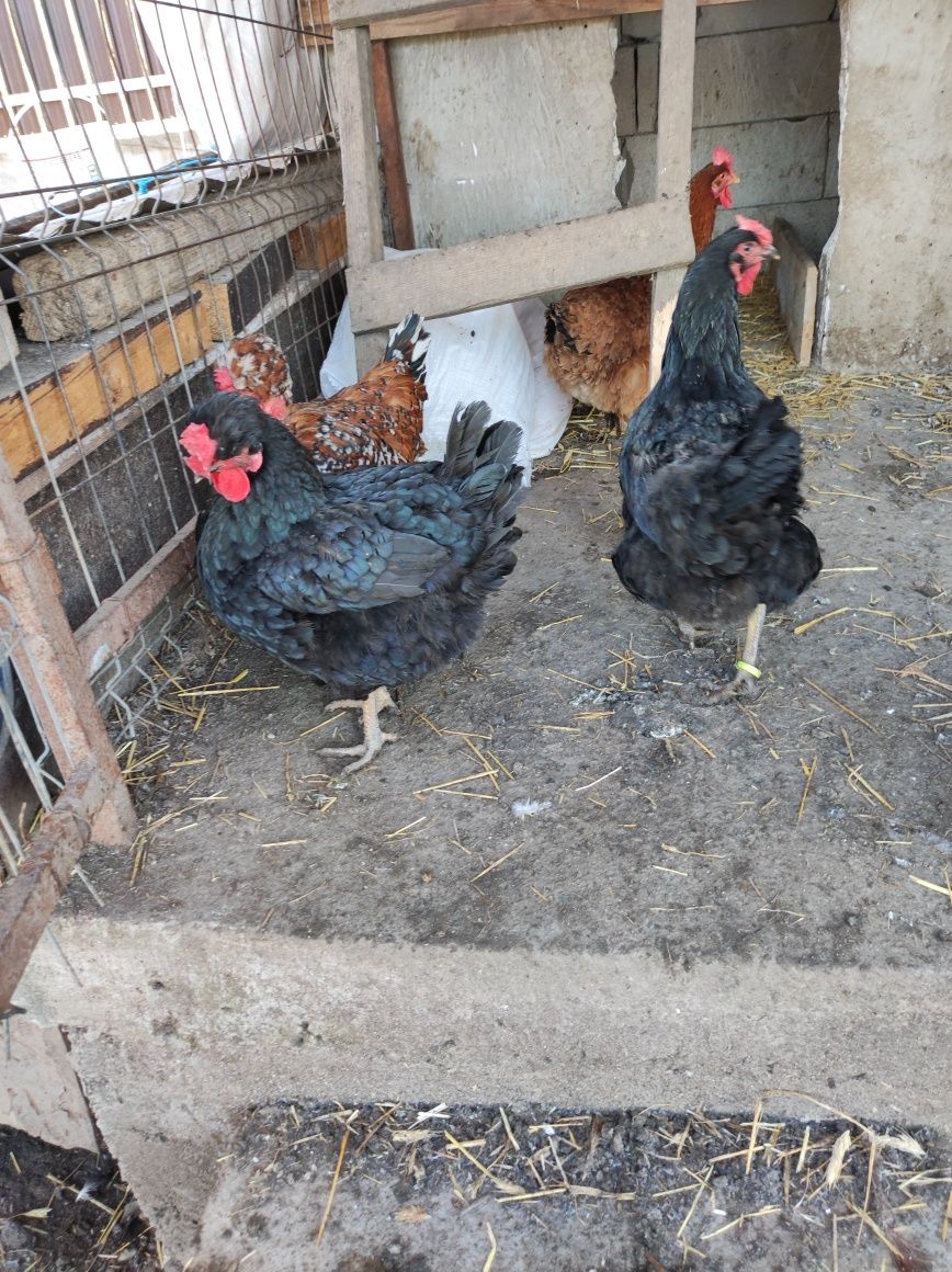Oua găini incubat cu mot și metis Jersey Giant