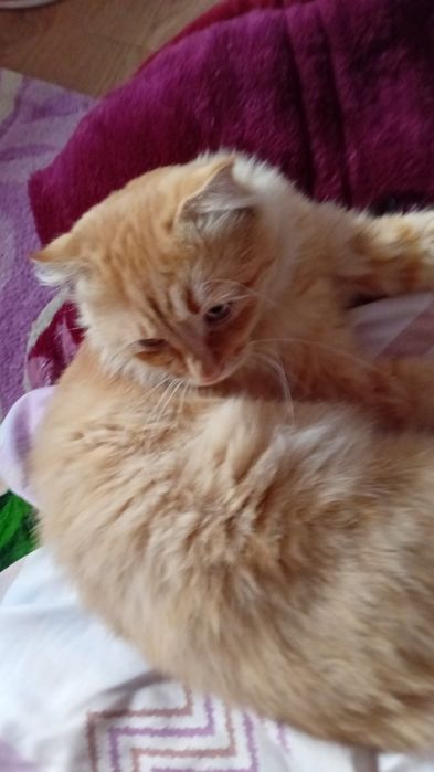 Котята, бесплатно