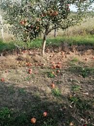 Vând mere TOCATE  ionatan,idaret,golden,florina