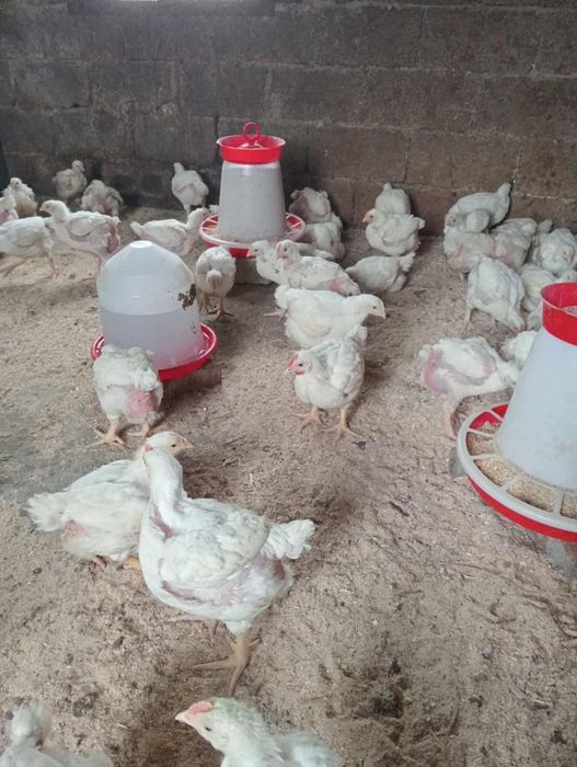 Pui de carne 2 kg – crescuți natural, 25 lei bucata