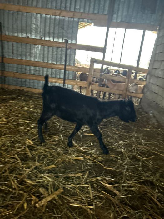 De vanzare o capra si un tap