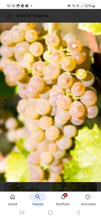 Vând structuri de vin