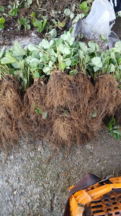 Разсад ягоди  качество и корекност