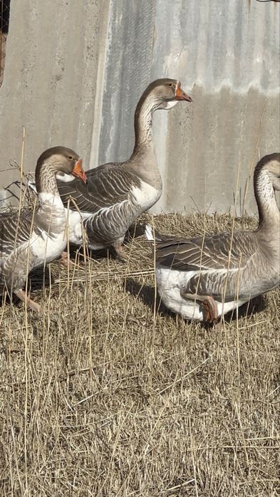 Гоз гуси gʻoz крупный серий ва холмогорский гозлари сотилпди